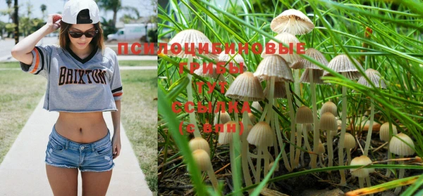 стаф Покачи